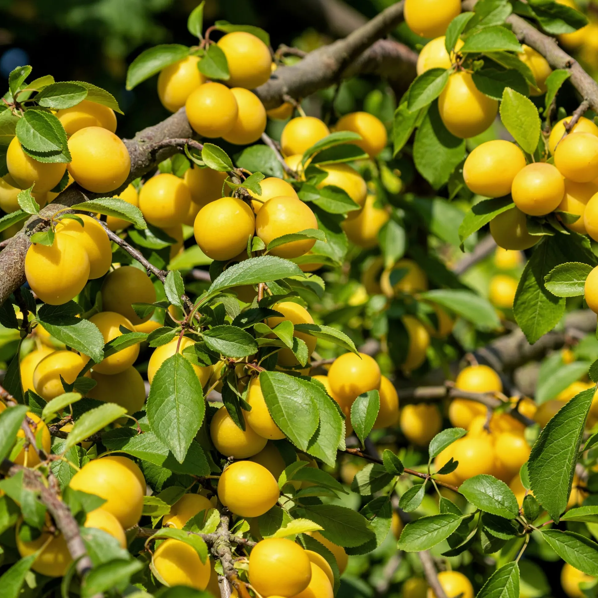 Obstgehölz 'Mirabelle von Metz'