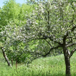 Obstgehölz Säulenapfel 'Black McIntosh'