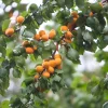 Obstgehölz Wilde Marille