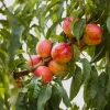 Obstgehölz Zwergnektarine 'Redgold'