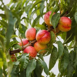 Obstgehölz Zwergnektarine 'Redgold'