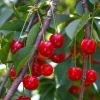 Obstgehölz Zwergsauerkirsche 'Kobold'