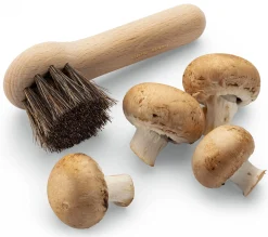 Pilz-Bürste