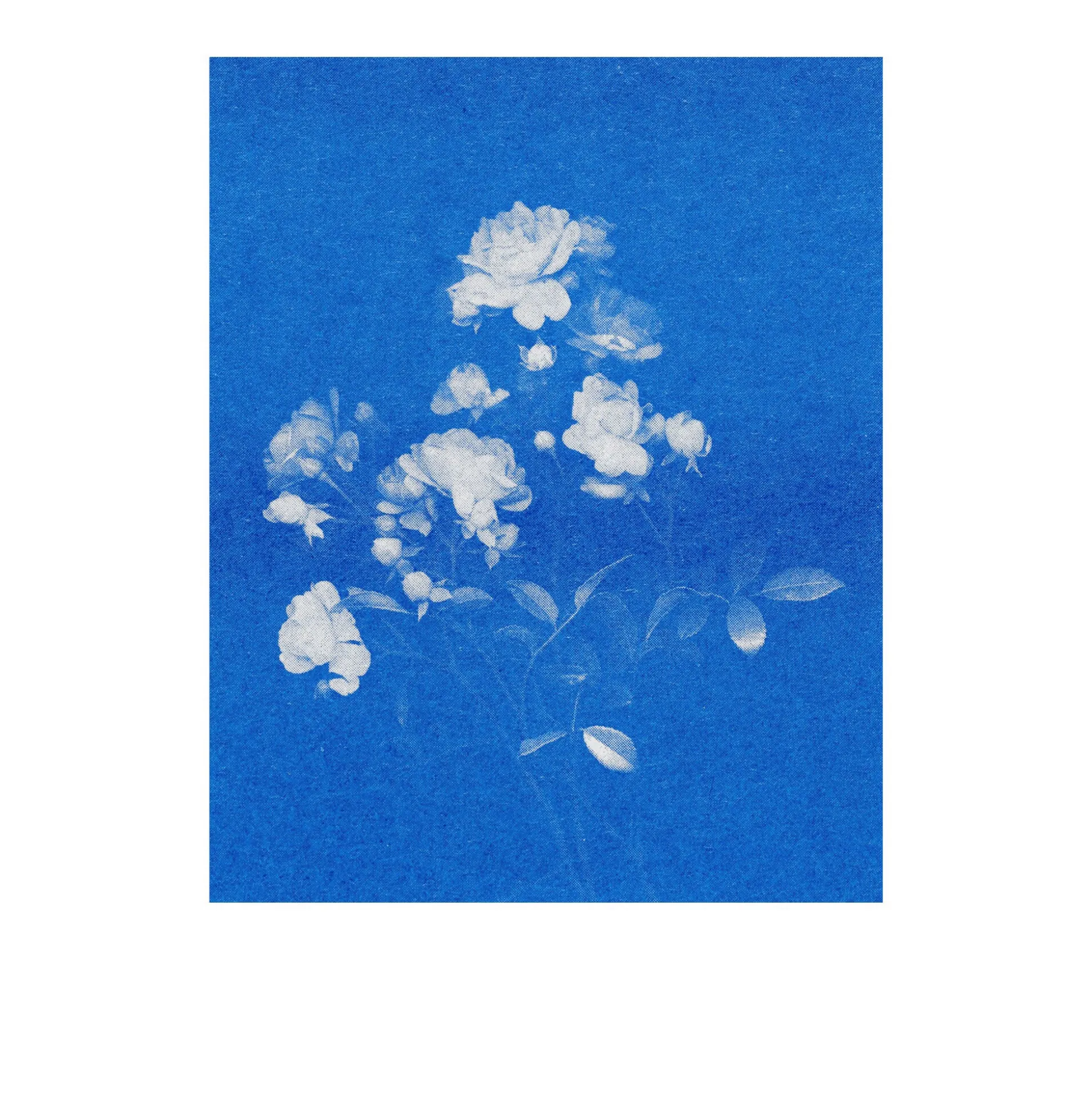 Postkarten-Set Riso
