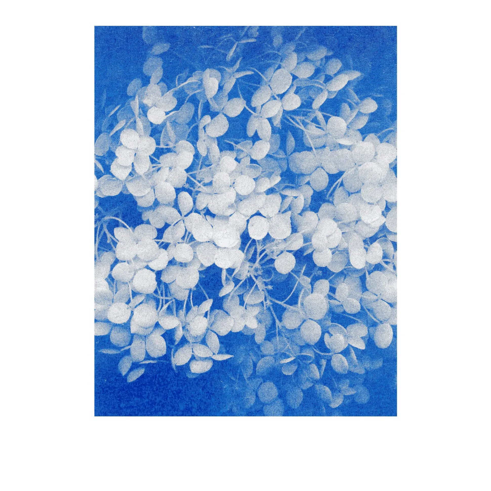 Postkarten-Set Riso