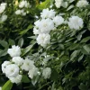 Ramblerrose 'Guirlande d`Amour®'