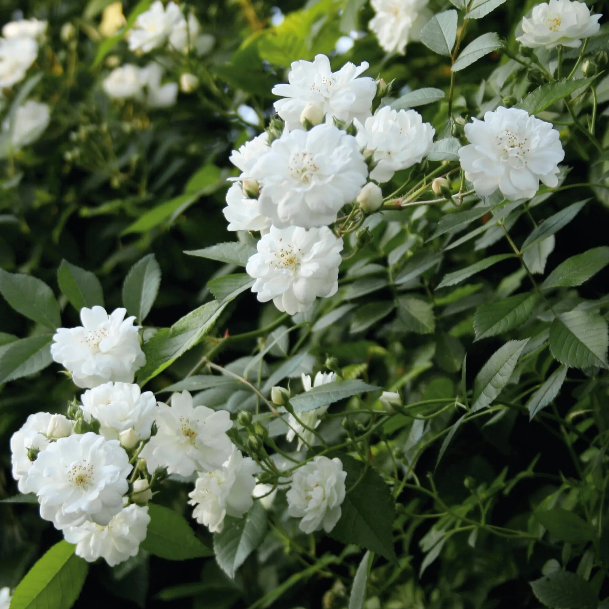 Ramblerrose 'Guirlande d`Amour®'