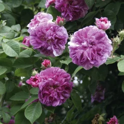 Ramblerrose 'Russeliana'