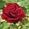 Remontantrose 'Souvenir du Dr. Jamain'