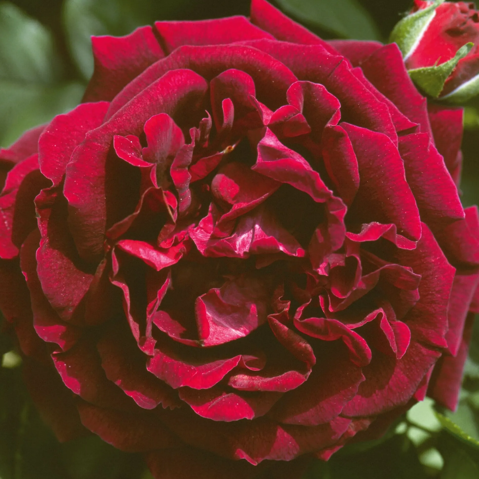 Remontantrose 'Souvenir du Dr. Jamain'