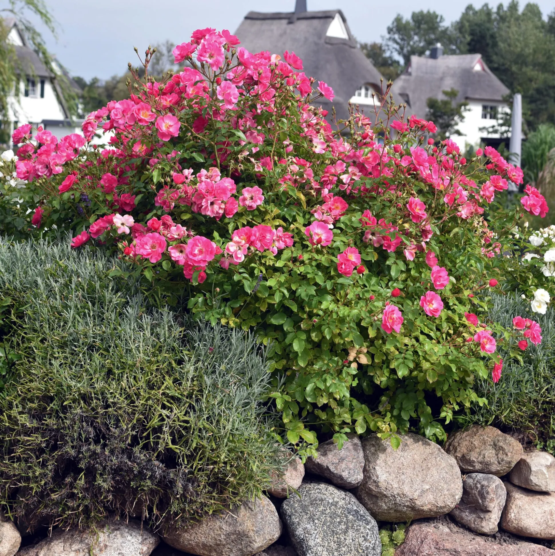 Rosenhecke Friesenwall