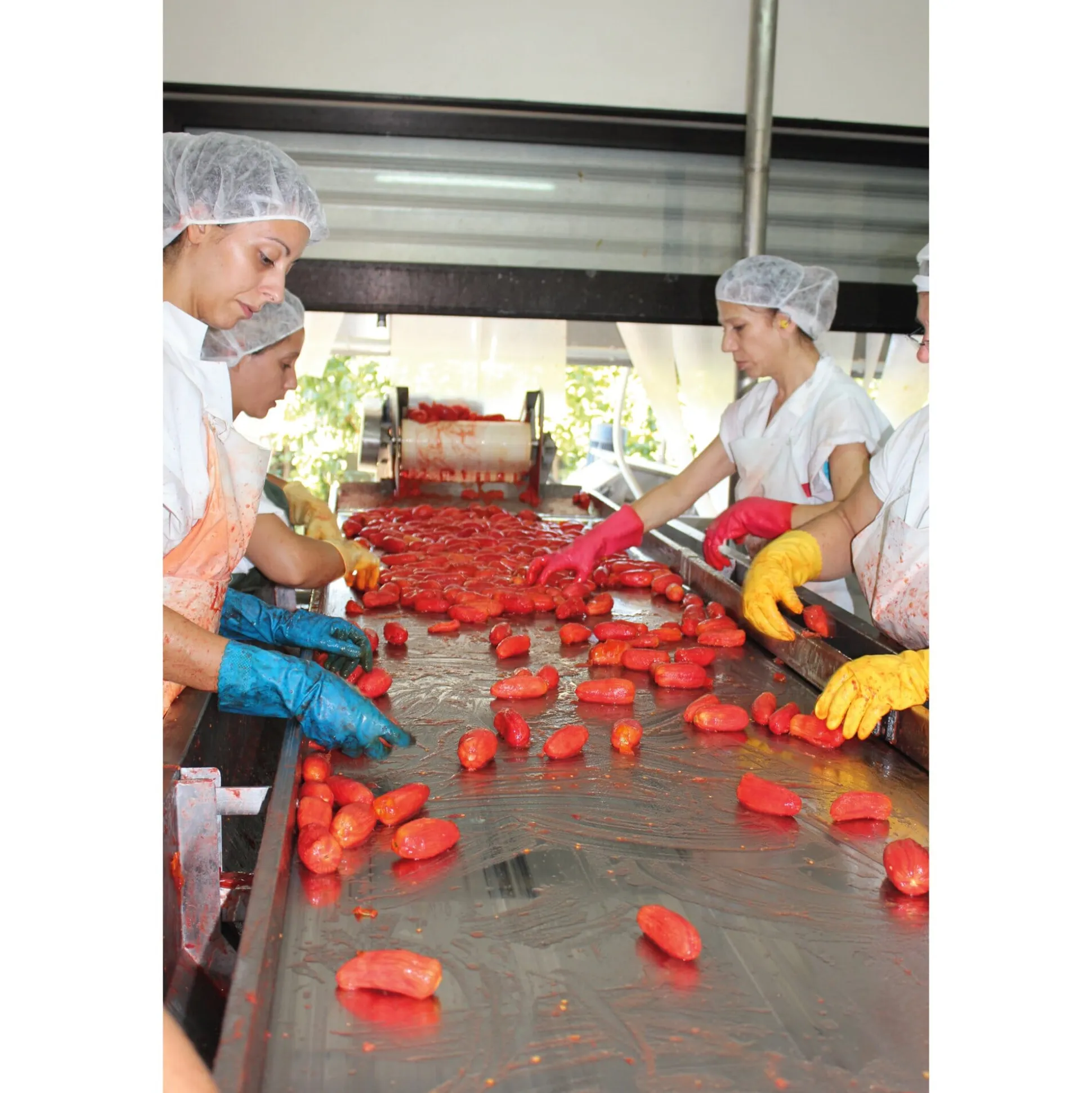 San-Marzano-Tomaten
