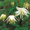 Sibirische Alpenwaldrebe 'Albina Plena'