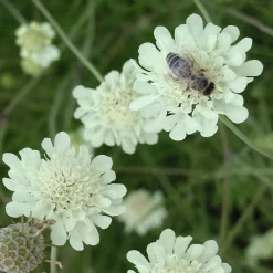 Stauden für (Wild-)Bienen und Schmetterlinge