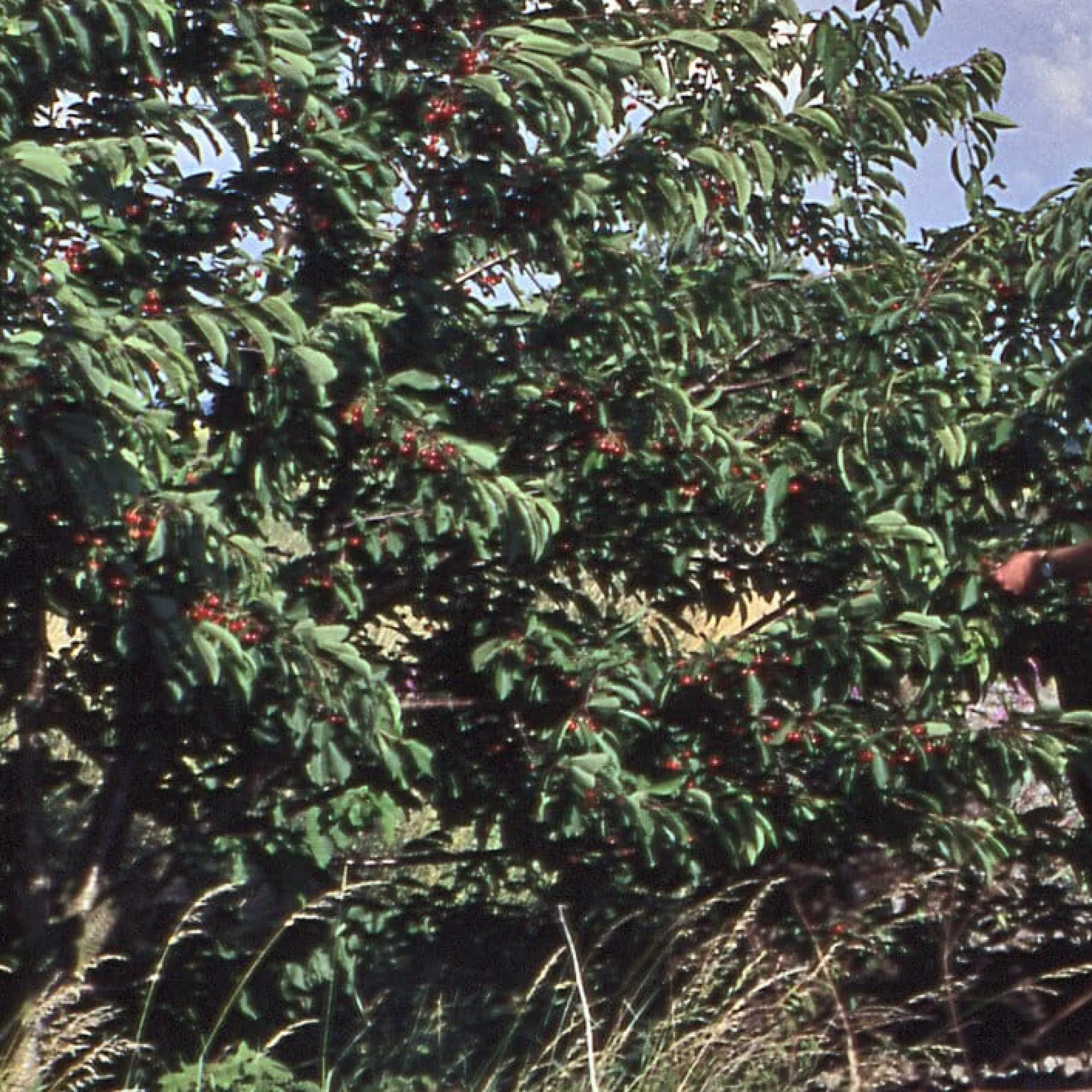Strauchkirsche 'Rotes Wunder'