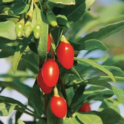 Superfood-Beerenpaket (3 Arten)