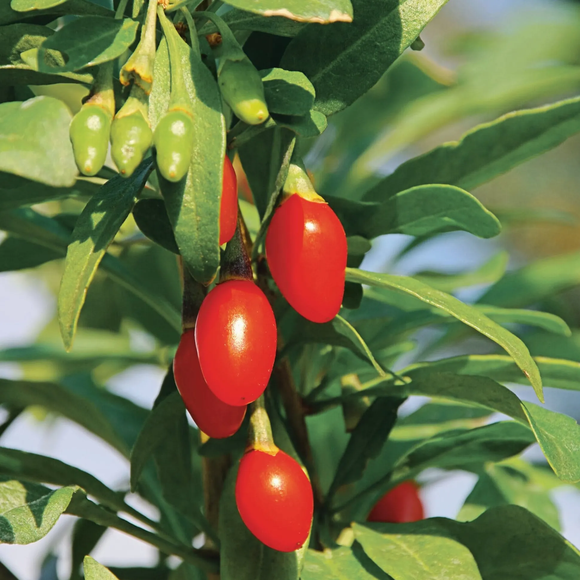 Superfood-Beerenpaket (3 Arten)
