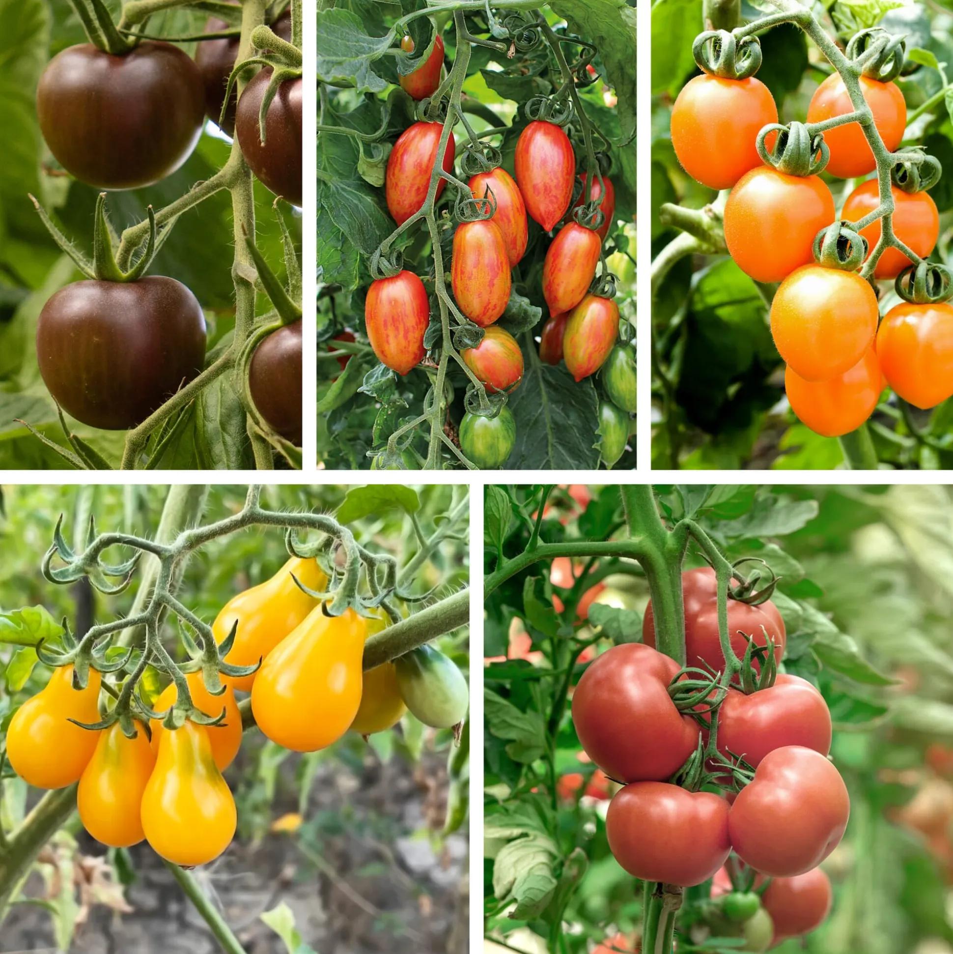 Tomatenjungpflanzen