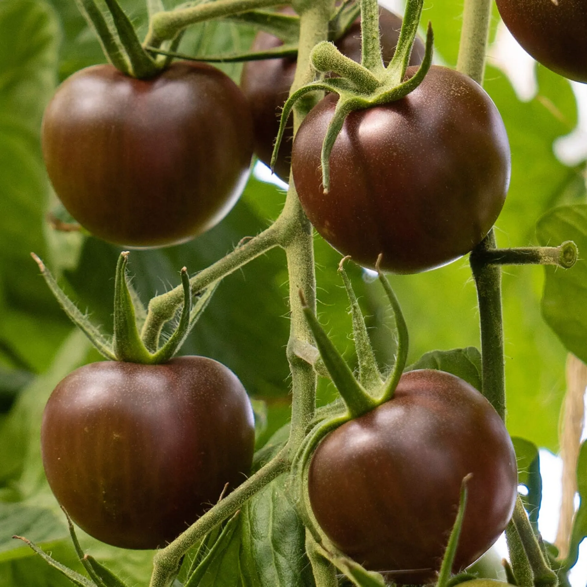 Tomatenjungpflanzen