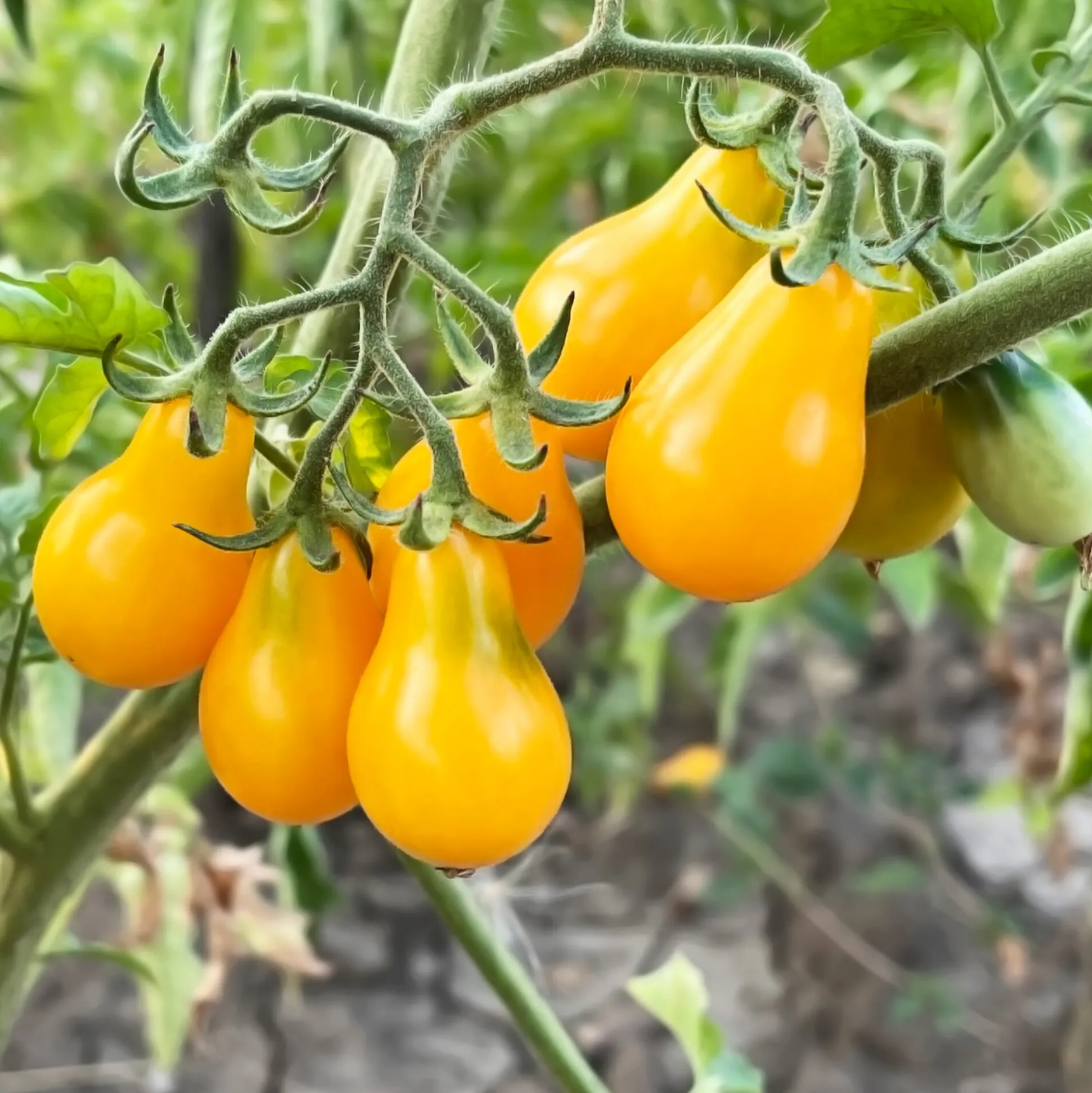 Tomatenjungpflanzen