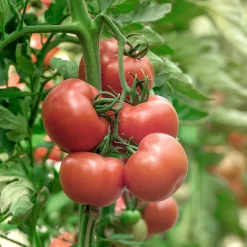Tomatenjungpflanzen