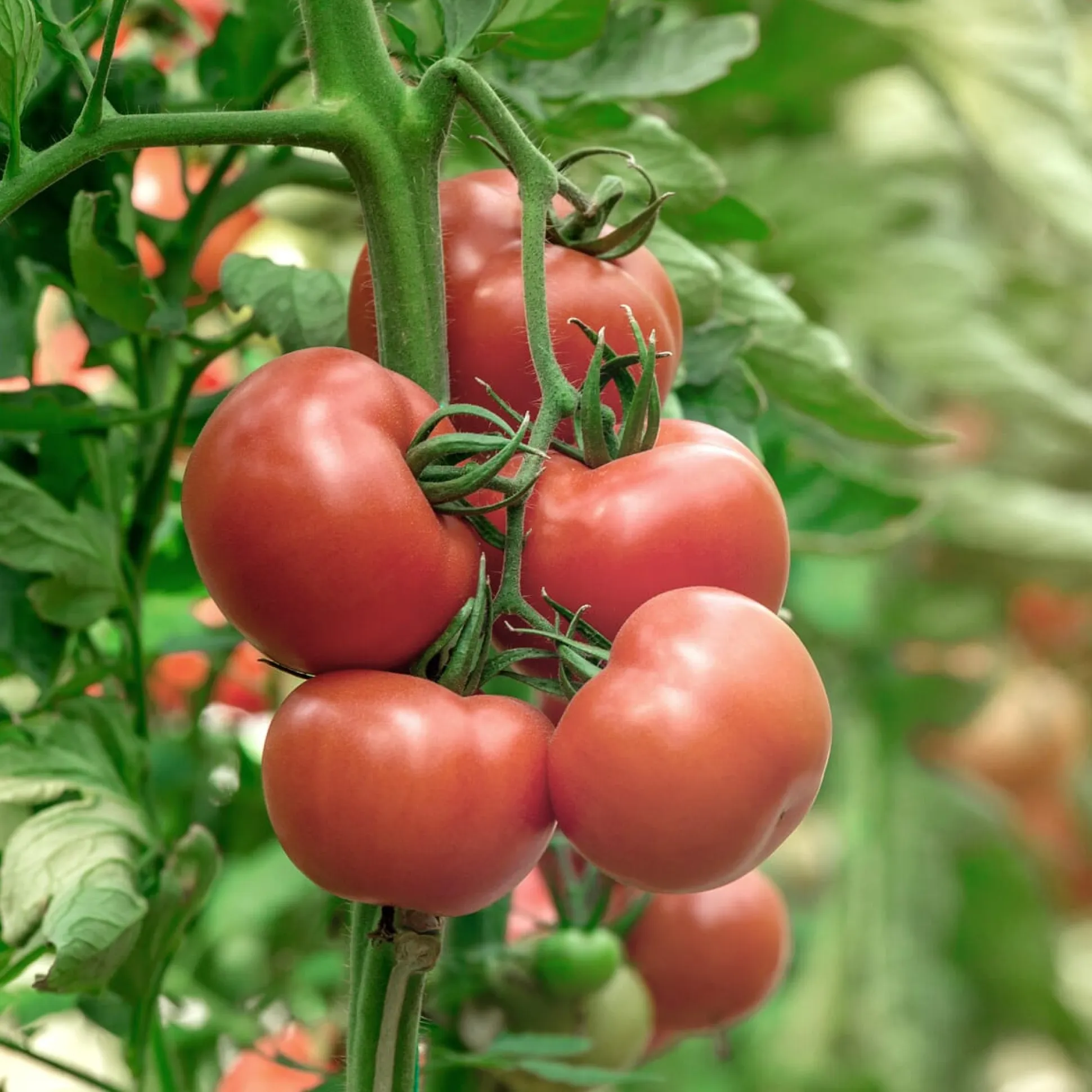 Tomatenjungpflanzen