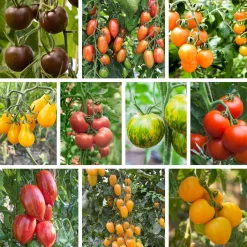 Tomatenjungpflanzen