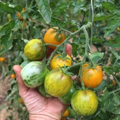 Tomatensaatgut Besonders Wohlschmeckende Sorten