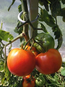 Tomatenstab Stahl verzinkt