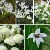 Weißblühende Zwiebelblumen