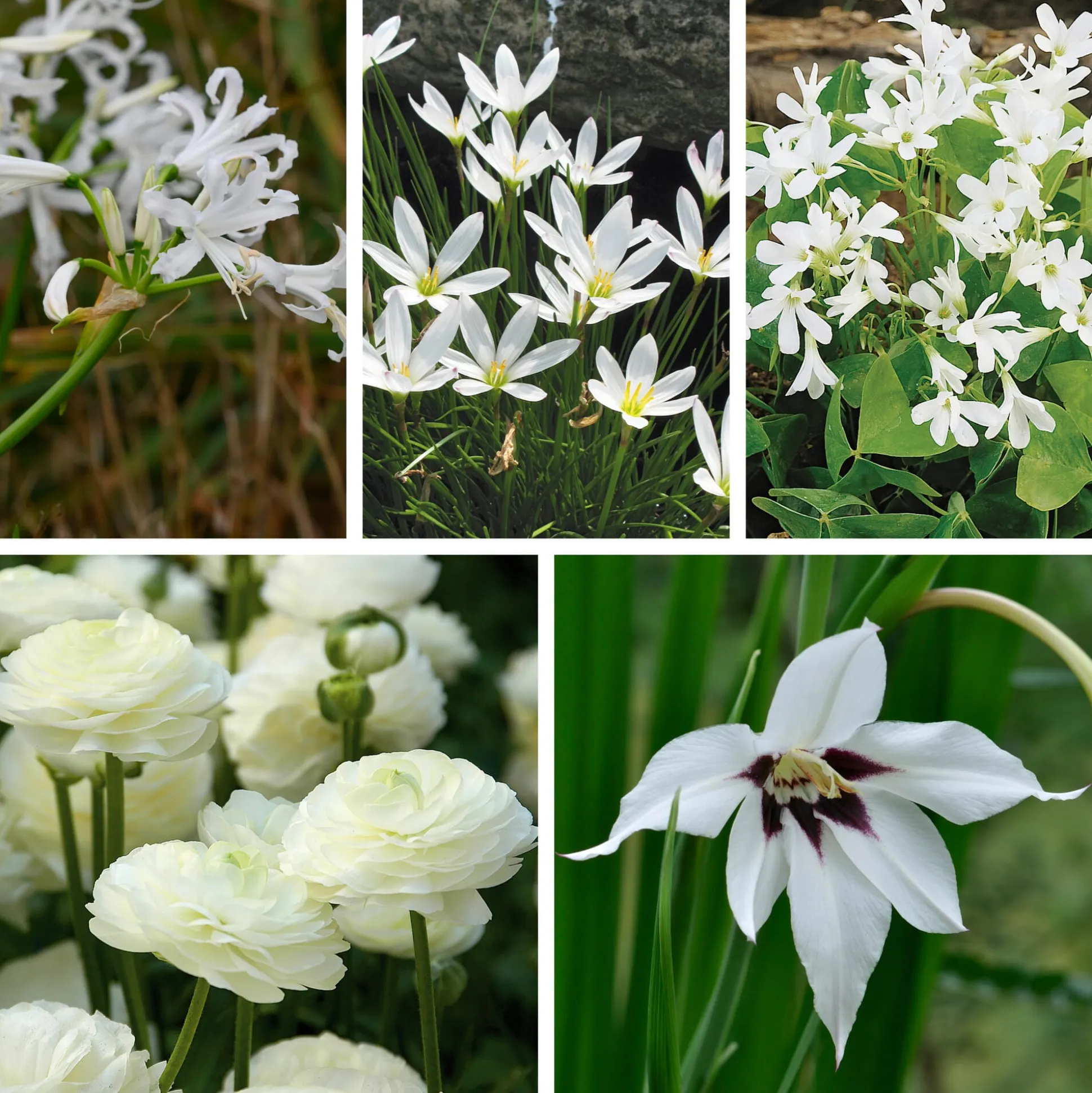 Weißblühende Zwiebelblumen