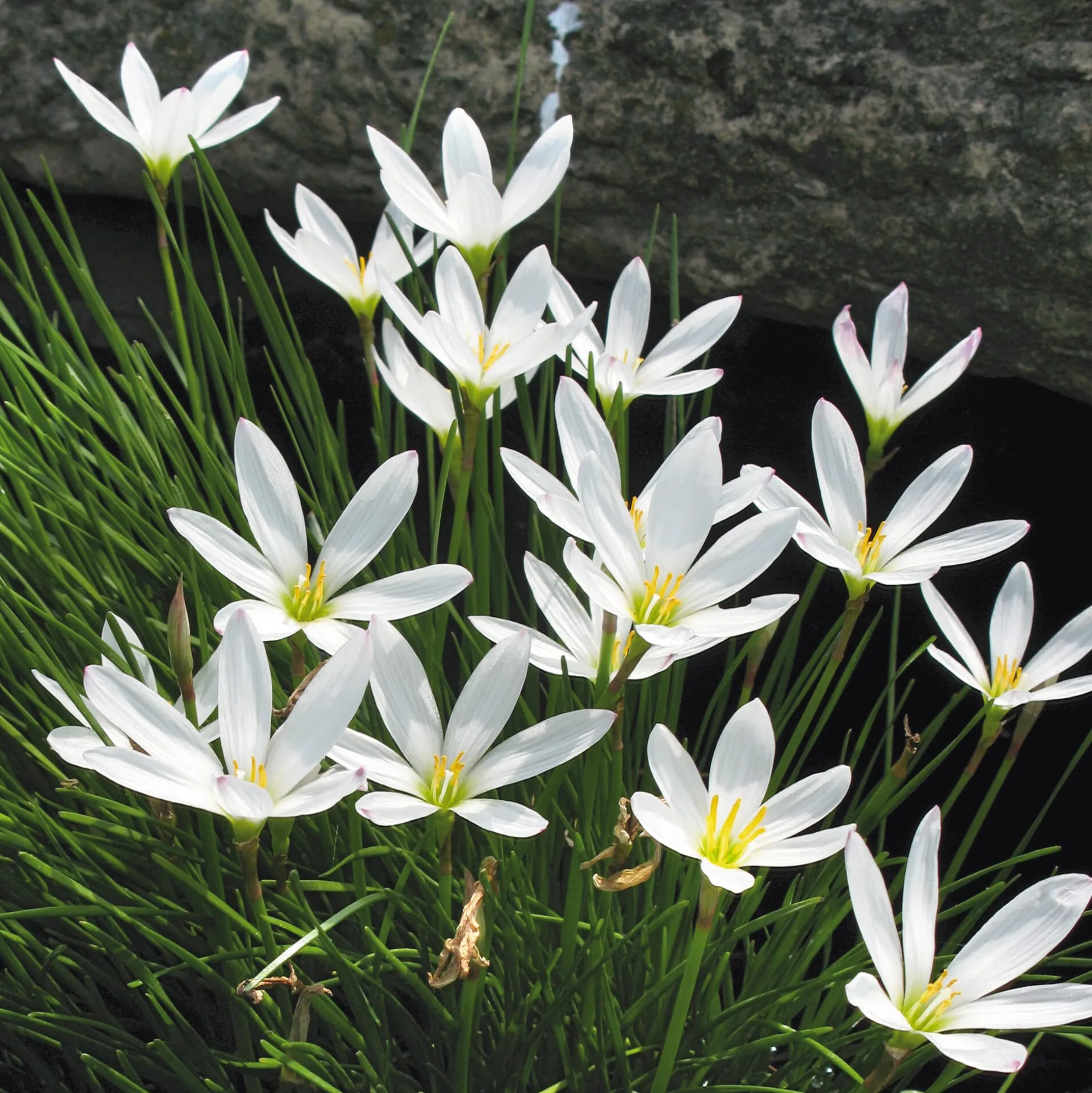 Weißblühende Zwiebelblumen