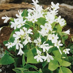 Weißblühende Zwiebelblumen