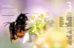 Wildbienenhelfer