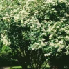 Ziergehölz Bienenbaum